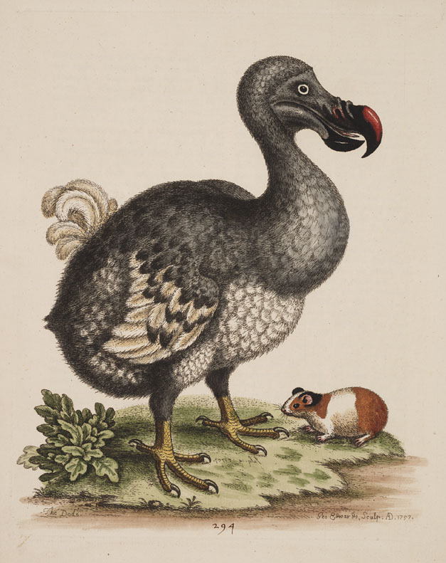 Dodo